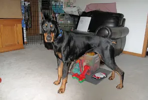 Olive guarding gifts.webp