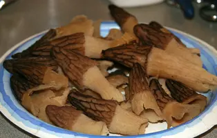 Morel mushrooms macro.webp