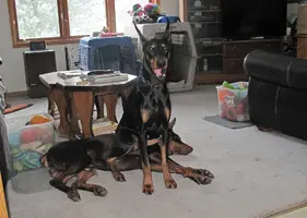 Sitting on Elroy by coffee table yawning Feb 6 25.webp