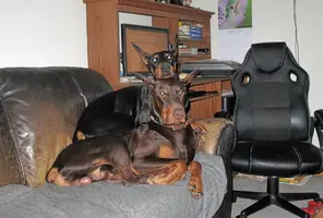 On couch resting chin on Elroys head Feb 6 25.webp