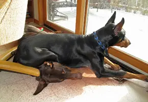 Laying on Elroys neck in sun Feb 9 25.webp