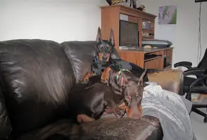 Both on couch Olive paws on top Feb 14 25.webp