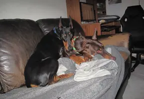 Both snuggled on couch Feb 19 25.webp