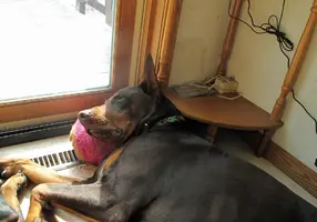 Sleeping with head on ball 2 Mar 10 25.webp Sleeping with head on ball 2 Mar 10 25.webp