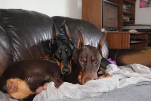 Both snuggled on couch heads together Mar 14 25.webp
