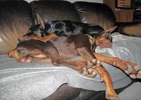 Both sleeping on couch Olive on top Mar 16 25.webp