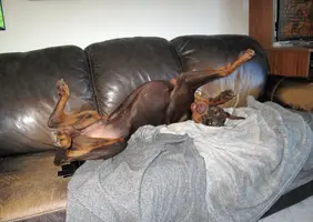 On back on couch Mar 25 25.webp