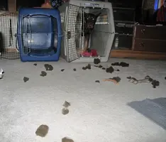 Ball stuffing on floor Mar 25 25.webp