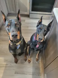 Zara 9th BD and Arson.webp