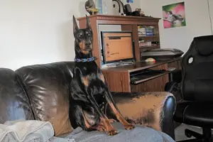 Alert on couch Mar 31 25.webp Alert on couch Mar 31 25.webp