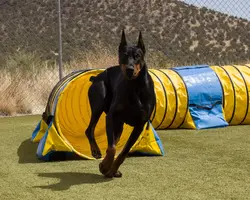 Asha and Betty tunnel.webp Asha and Betty tunnel.webp