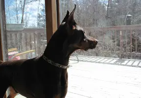 Looking out patio door Apr 11 25.webp