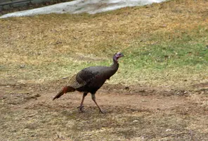 Turkey in yard Apr 14 25.webp