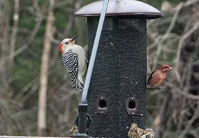 Red bellied woodpecker at feeder better Apr 18 25.webp
