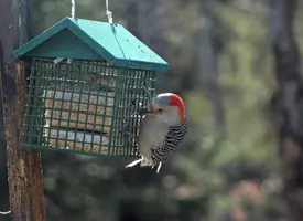 Red bellied woodpecker at suet Apr 17 25.webp