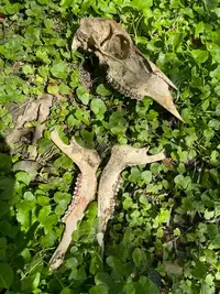 SkullAndJawInWoods.webp SkullAndJawInWoods.webp