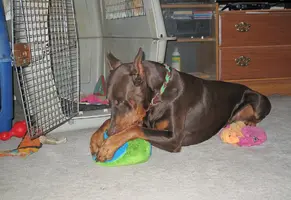 Sucking on new ball Apr 30 25.webp