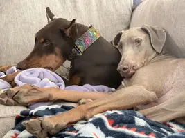 Hush sucking on blanket May 1 25.webp