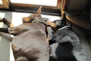 Both sleeping side by side in sun May 1 25.webp