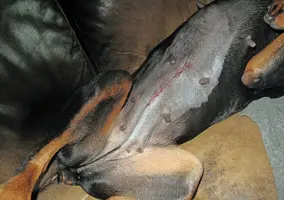 Incision day after spay May 16 25.webp