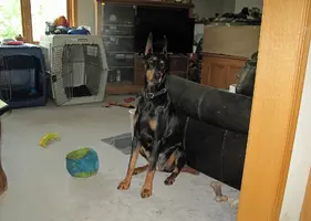 Sitting alert by loveseat May 19 25.webp