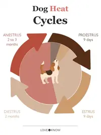 dog-heat-cycles.webp