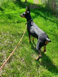On lead in yard May 22 25.webp