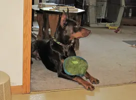 Alert with ball on legs May 29 25.webp