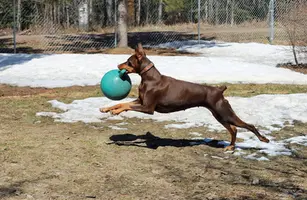 Leaping with Jolly ball Apr 27 22.webp