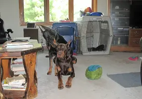 Sitting on Elroy cleaning ear June 2 25.webp