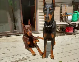 Both on deck Olive looking bigger June 6 25.webp