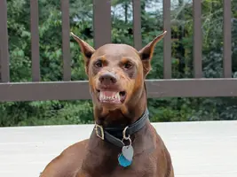 Big teeth Sept 14 13.webp