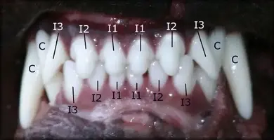 adult-rottweiler-teeth.webp