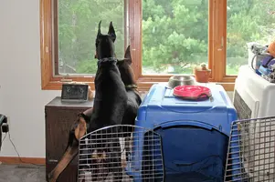 Watching UPS guy out window 2 June 11 25.webp