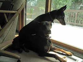 Sitting on Elroy by patio door June 22 25.webp