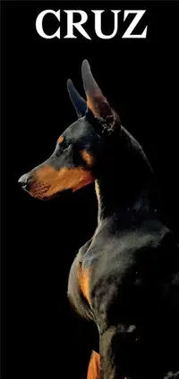 Cruz side profile June 2025.webp