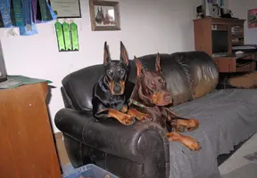 Both on couch Olive on top July 7 25.webp