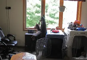 Watching mail lady out window July 10 25.webp