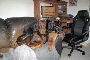 Both on couch Olive on top July 12 25.webp