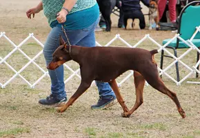 Trotting with Steph closer.webp