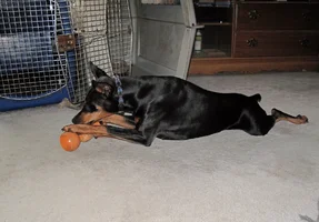 Chewing on bull stick 2 July 20 25.webp