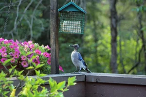 Bald bluejay by suet Aug 1 25.webp