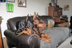 Both on couch Olive on top Aug 14 25.webp