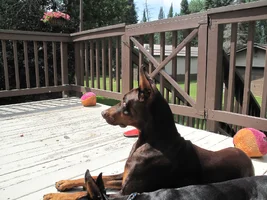 On deck watching pileated Aug 10 25.webp