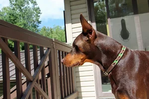 Looking off deck Aug 20 25.webp