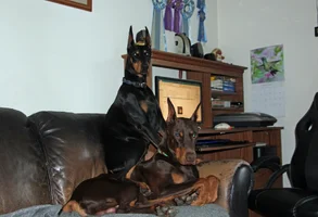 Both on couch Olive on top June 16 25.webp