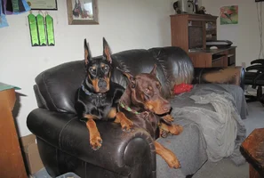 Both on couch Olive on top Aug 29 25.webp