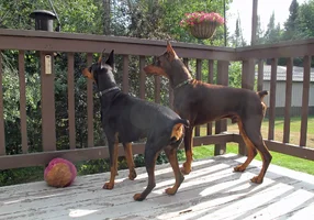 Both watching squirrel on feeder Sept 1 25.webp