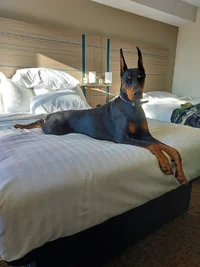 Stretched out on bed at hotel Sept 7 25.webp