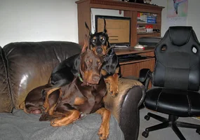 Both snuggled on couch Olive on top cute Sept 12 25.webp